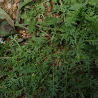 Lepidium didymum L.